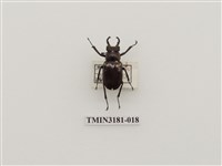 藏品(毛栗深山鍬形蟲)的圖片